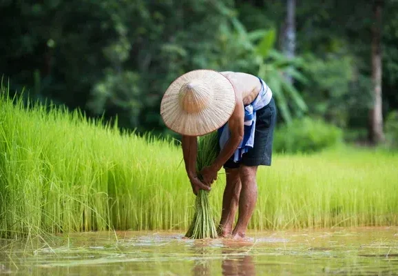 stock-photo-farmer-planting-rice-in-the-rainy-season
