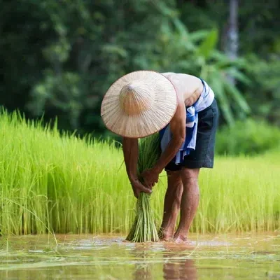 stock-photo-farmer-planting-rice-in-the-rainy-season